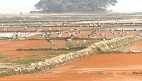 অতিথি পাখির কলতানে মুখরিত হাকালুকি